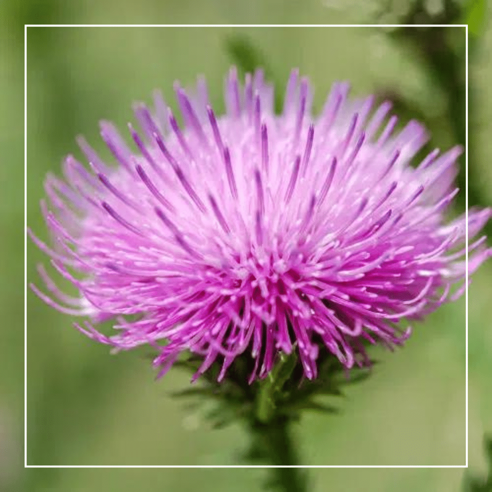milk thistle