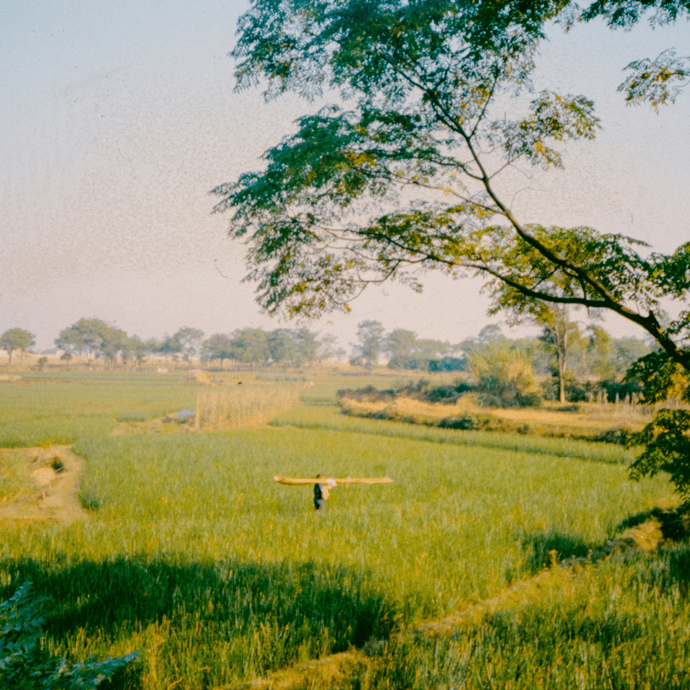Ashwagandha bijwerkingen