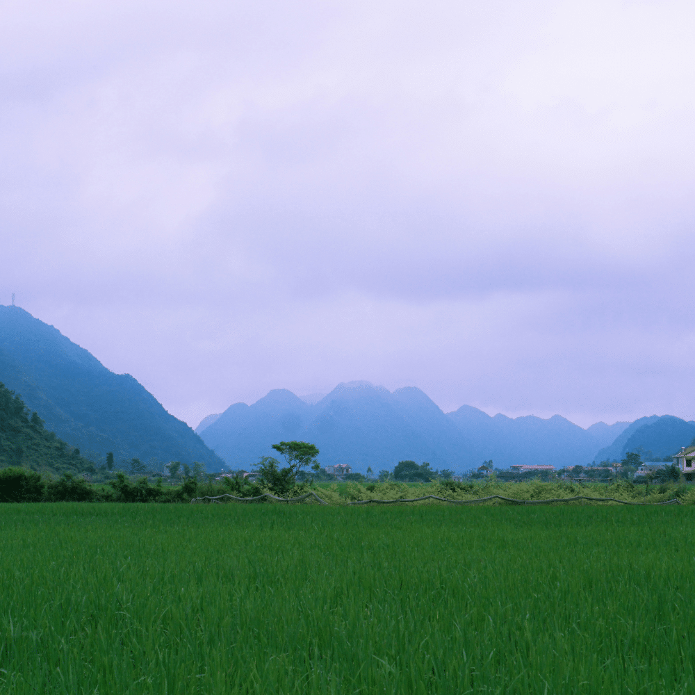 Ashwagandha voordelen